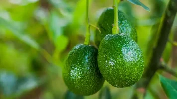 Eastern-Orchards-SEZ-Avocado