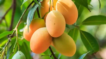 Eastern-Orchards-SEZ-Magoes