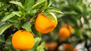 Eastern-Orchards-SEZ-Oranges